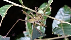 Venatorellus viridipedes