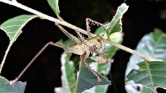 Venatorellus viridipedes