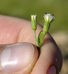 Senecio subrubriflorus