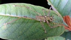 Venatorellus viridipedes