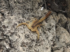 Centruroides vittatus