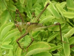 Venatorellus viridipedes