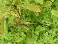 Venatorellus viridipedes