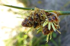 Hellmuthia membranacea