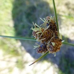 Hellmuthia membranacea