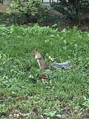 Sciurus carolinensis