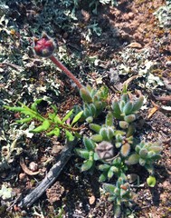 Trichodiadema strumosum