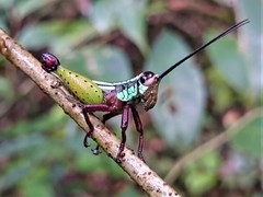 Othnacris surdaster