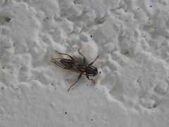 Achryson quadrimaculatum