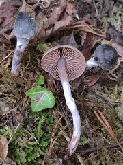 Cortinarius gallurae