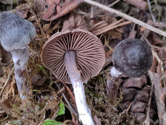 Cortinarius gallurae