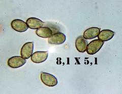 Cortinarius gallurae