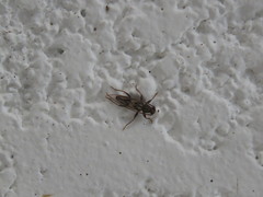 Achryson quadrimaculatum