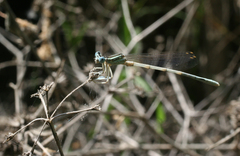Platycnemis dealbata