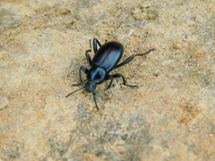 Tenebrionidae