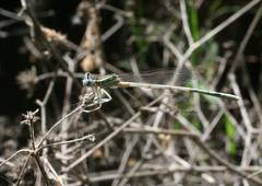 Platycnemis dealbata