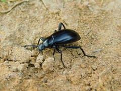 Tenebrionidae
