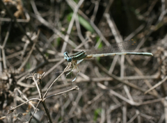 Platycnemis dealbata