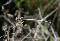Platycnemis dealbata