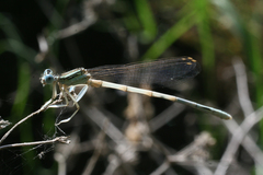 Platycnemis dealbata