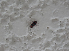 Lebia bitaeniata