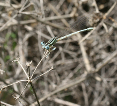 Platycnemis dealbata