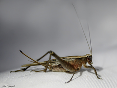 Eneoptera nigripedis