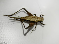 Eneoptera nigripedis