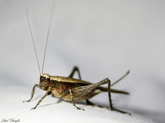 Eneoptera nigripedis