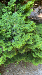 Chamaecyparis obtusa