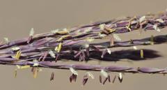 Andropogon appendiculatus