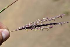Andropogon appendiculatus