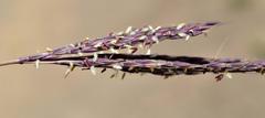 Andropogon appendiculatus