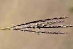 Andropogon appendiculatus