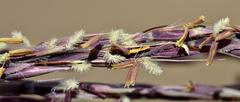 Andropogon appendiculatus