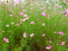 Cosmos bipinnatus