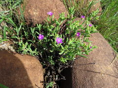 Trichodiadema rogersiae