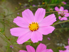 Cosmos bipinnatus