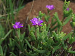 Trichodiadema rogersiae