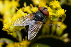 Phasia aurigera