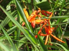 Crocosmia aurea aurea