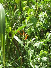 Crocosmia aurea aurea