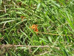 Crocosmia aurea aurea