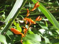Crocosmia aurea aurea
