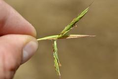 Cymbopogon pospischilii
