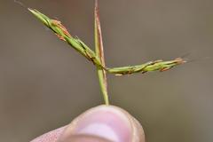 Cymbopogon pospischilii