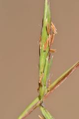Cymbopogon pospischilii