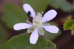 Sibbaldiopsis tridentata