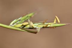 Cymbopogon pospischilii