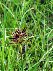 Cyperus usitatus
